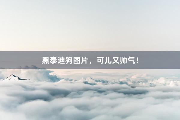 黑泰迪狗图片，可儿又帅气！